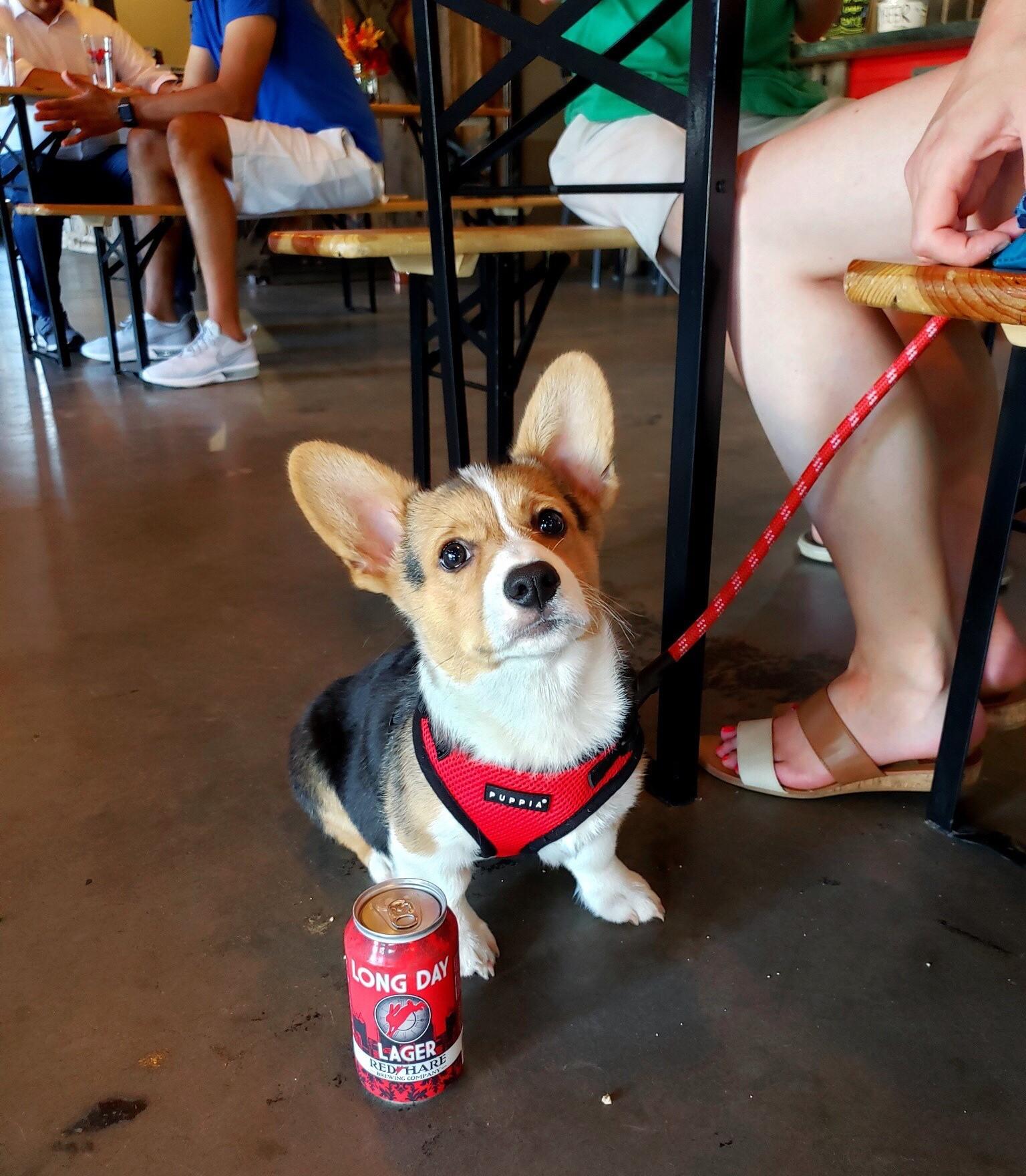 Pet Friendly Red Hare Brewing & Distilling
