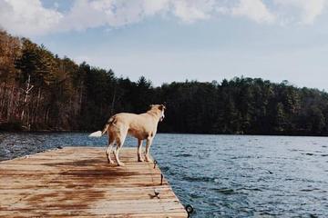 Dog Friendly Activities In Helen Ga Bringfido