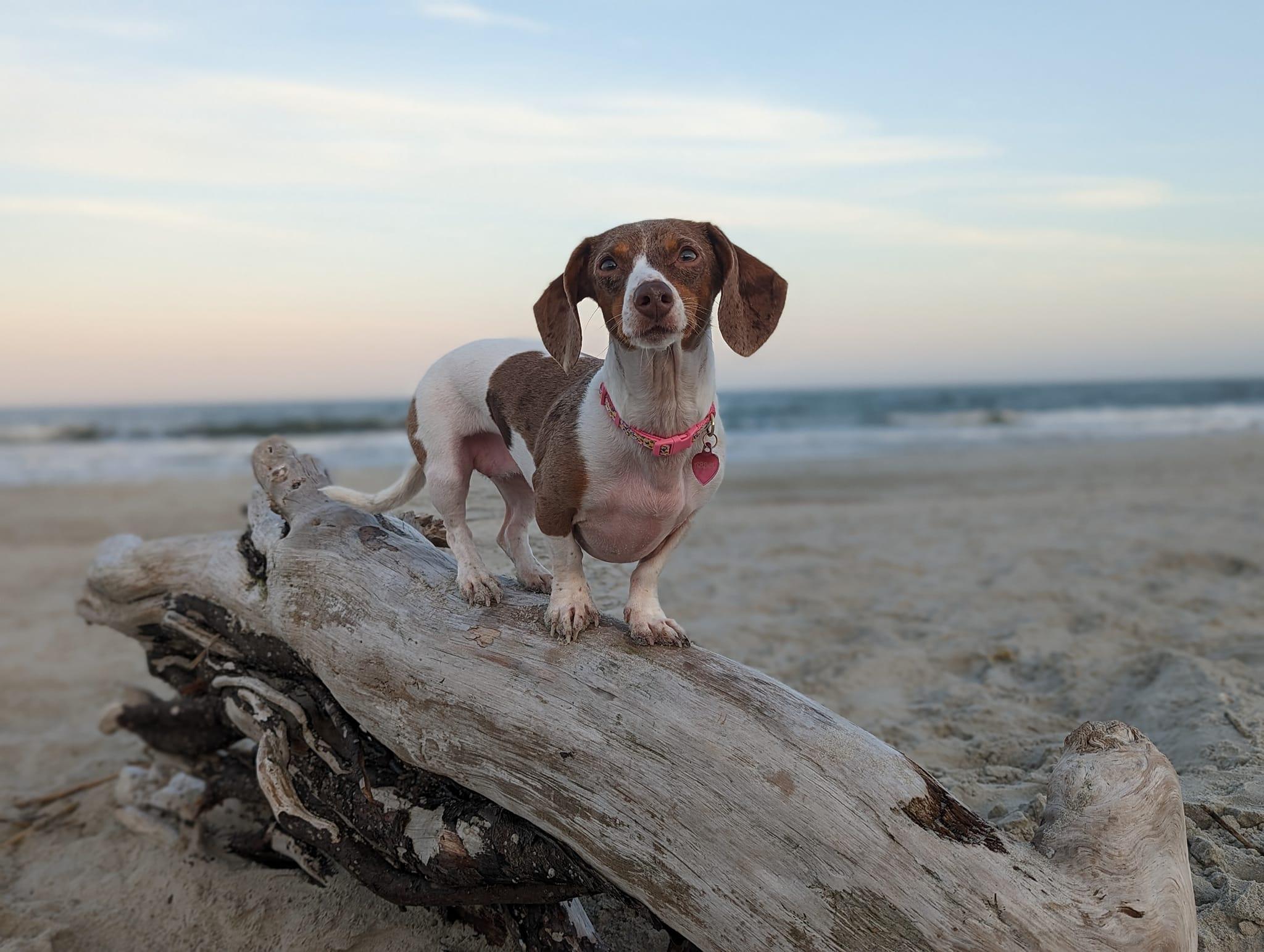 Pet Friendly Hunting Island State Park