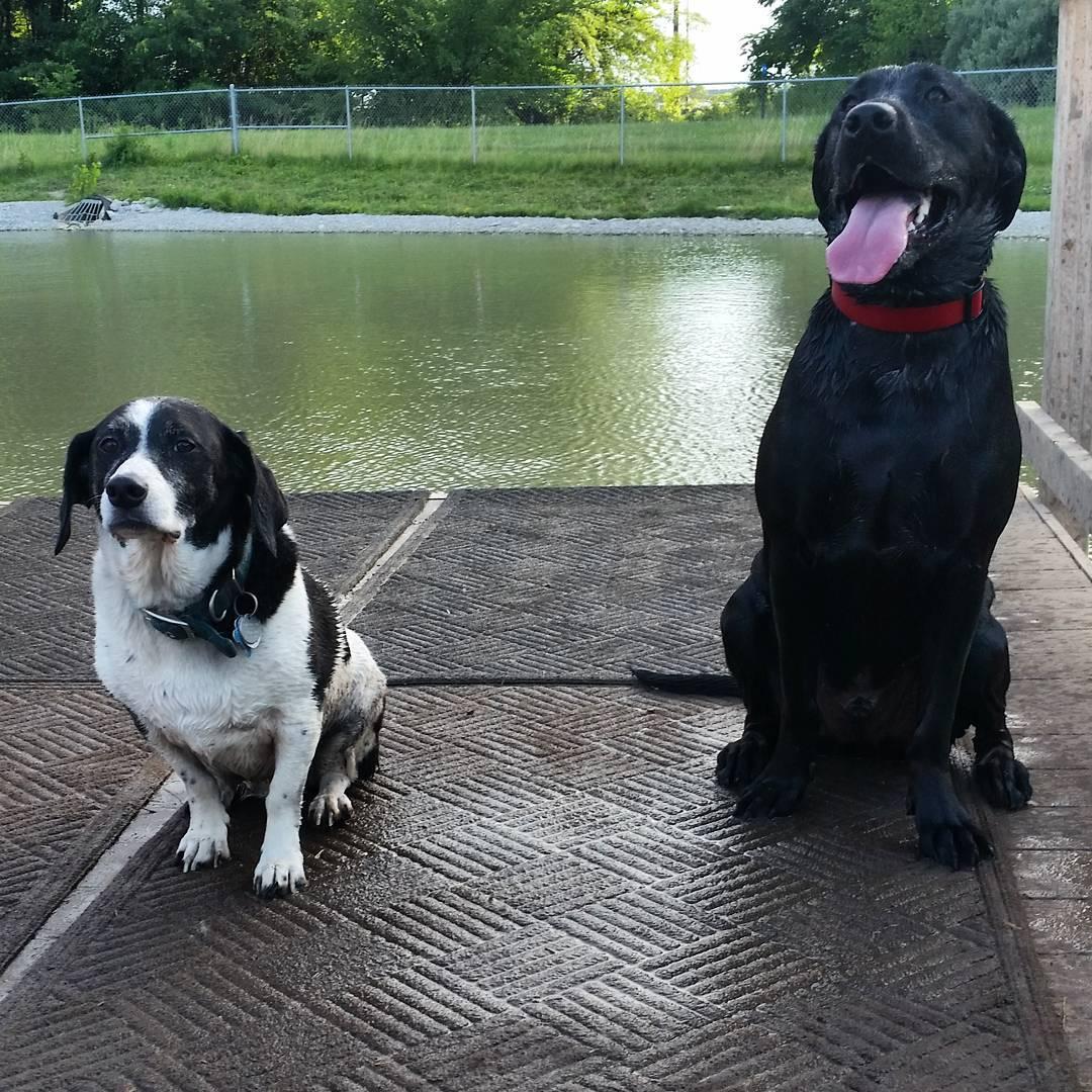 Iowa City Dog Park