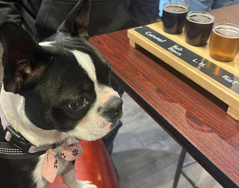 Pet Friendly WT Brews
