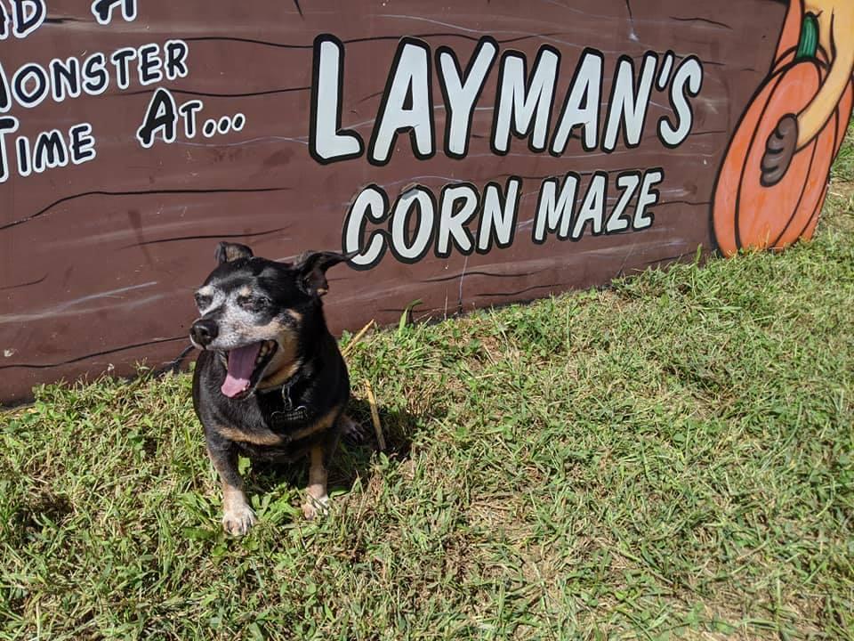 Pet Friendly Layman Family Farms