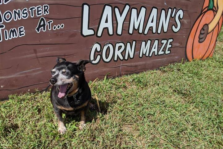 Pet Friendly Layman Family Farms