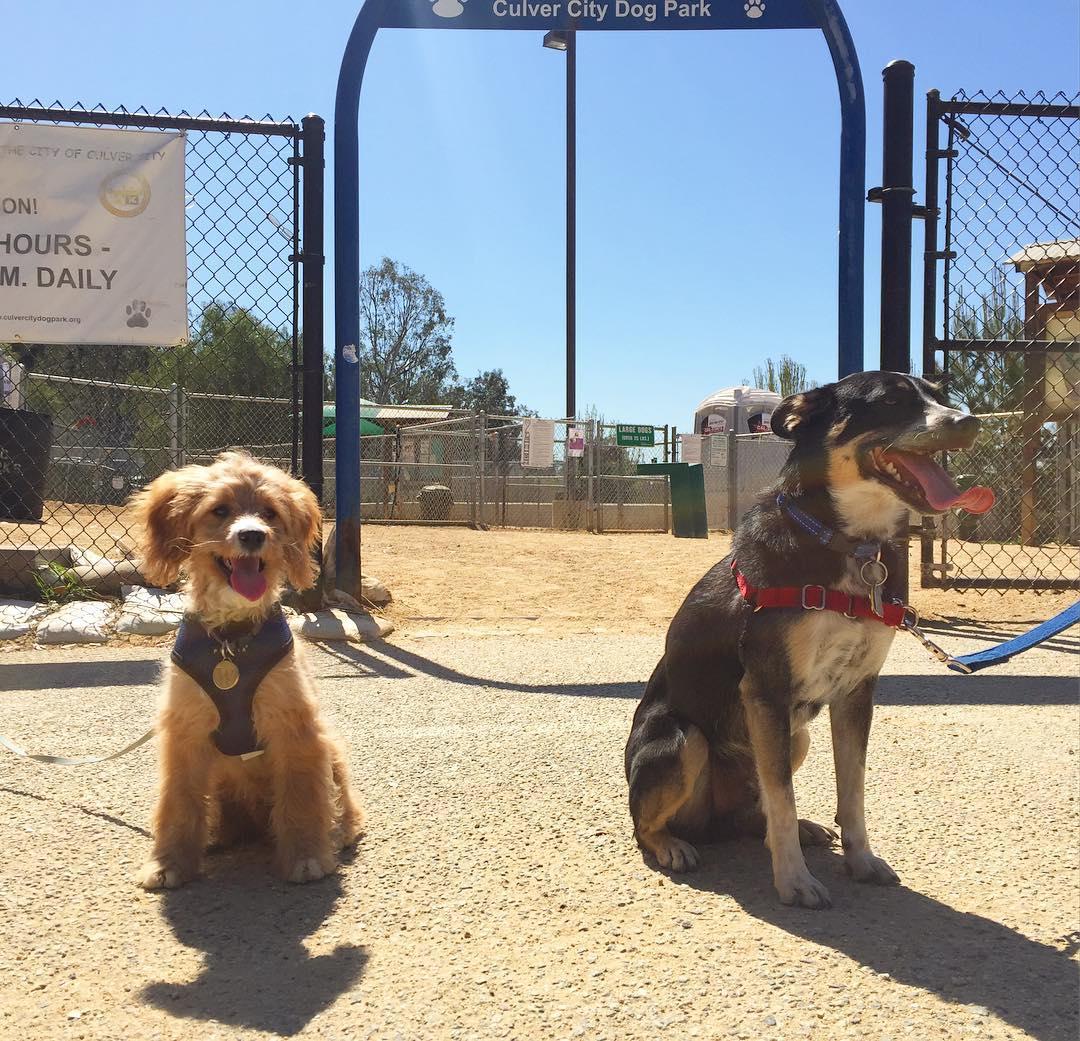 Pet Friendly Culver City Dog Park - the Boneyard
