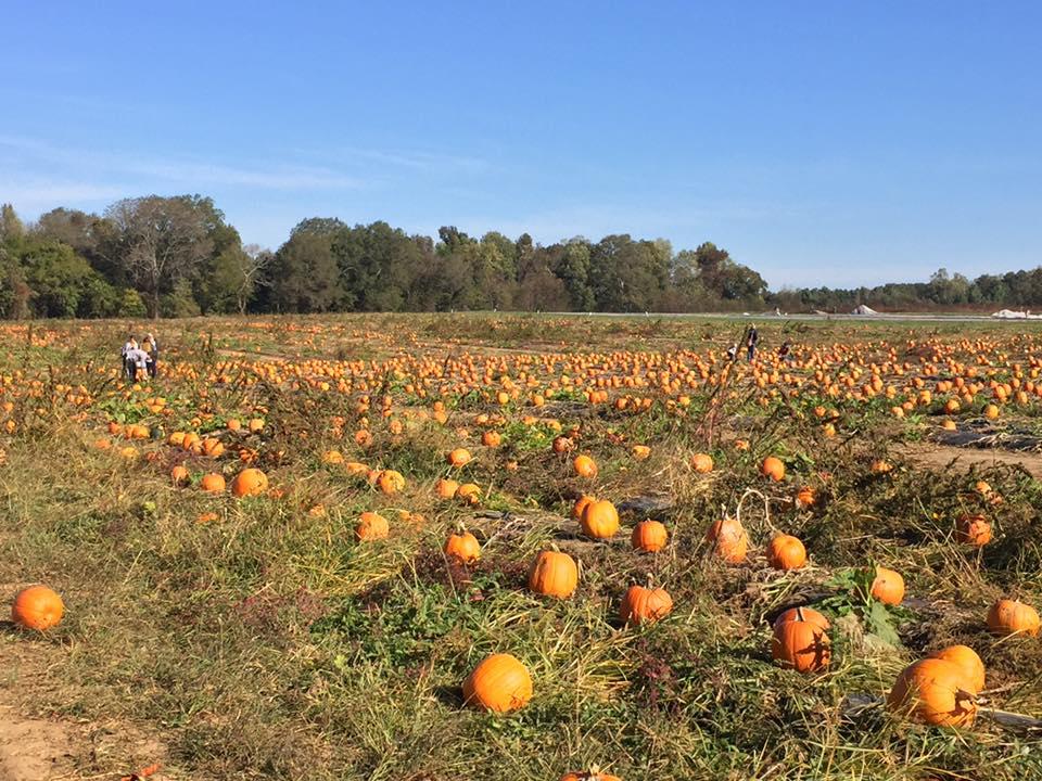 Chesterfield Berry Farm and Market