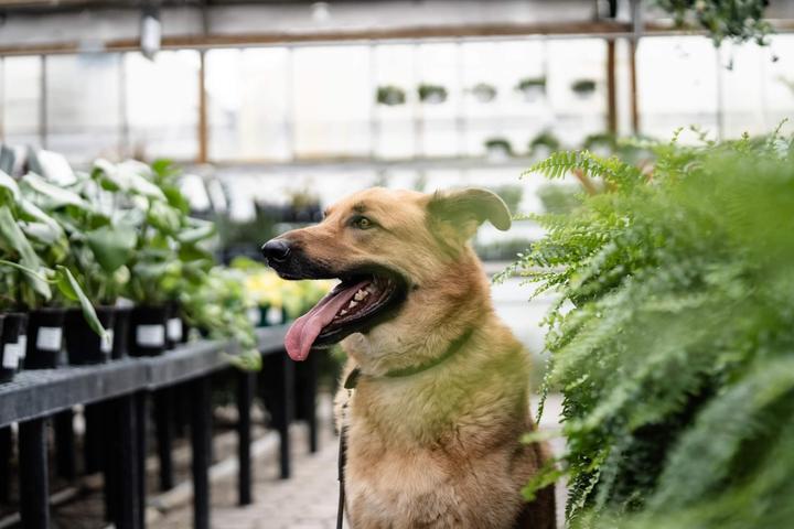 Pet Friendly Bennett's Greenhouse