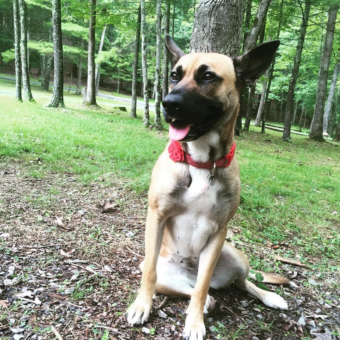 Pet Friendly Douthat State Park