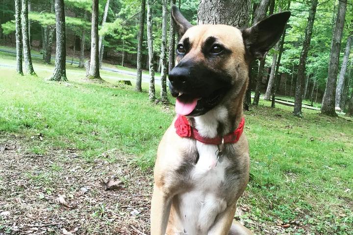 Pet Friendly Douthat State Park
