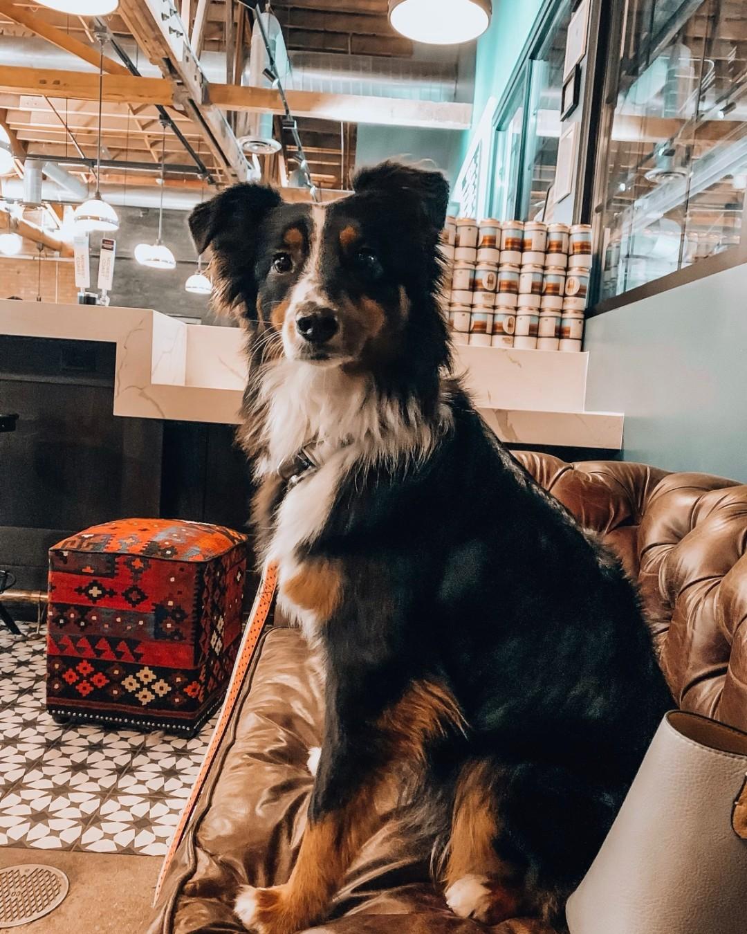 Pet Friendly Midwest Coast Brewing Company