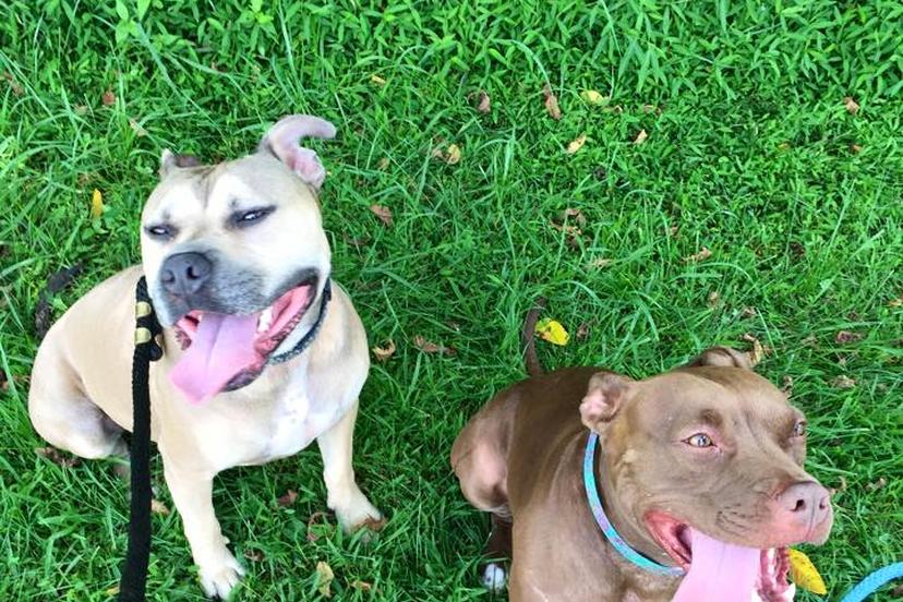 Pet Friendly Hotels Germantown Md