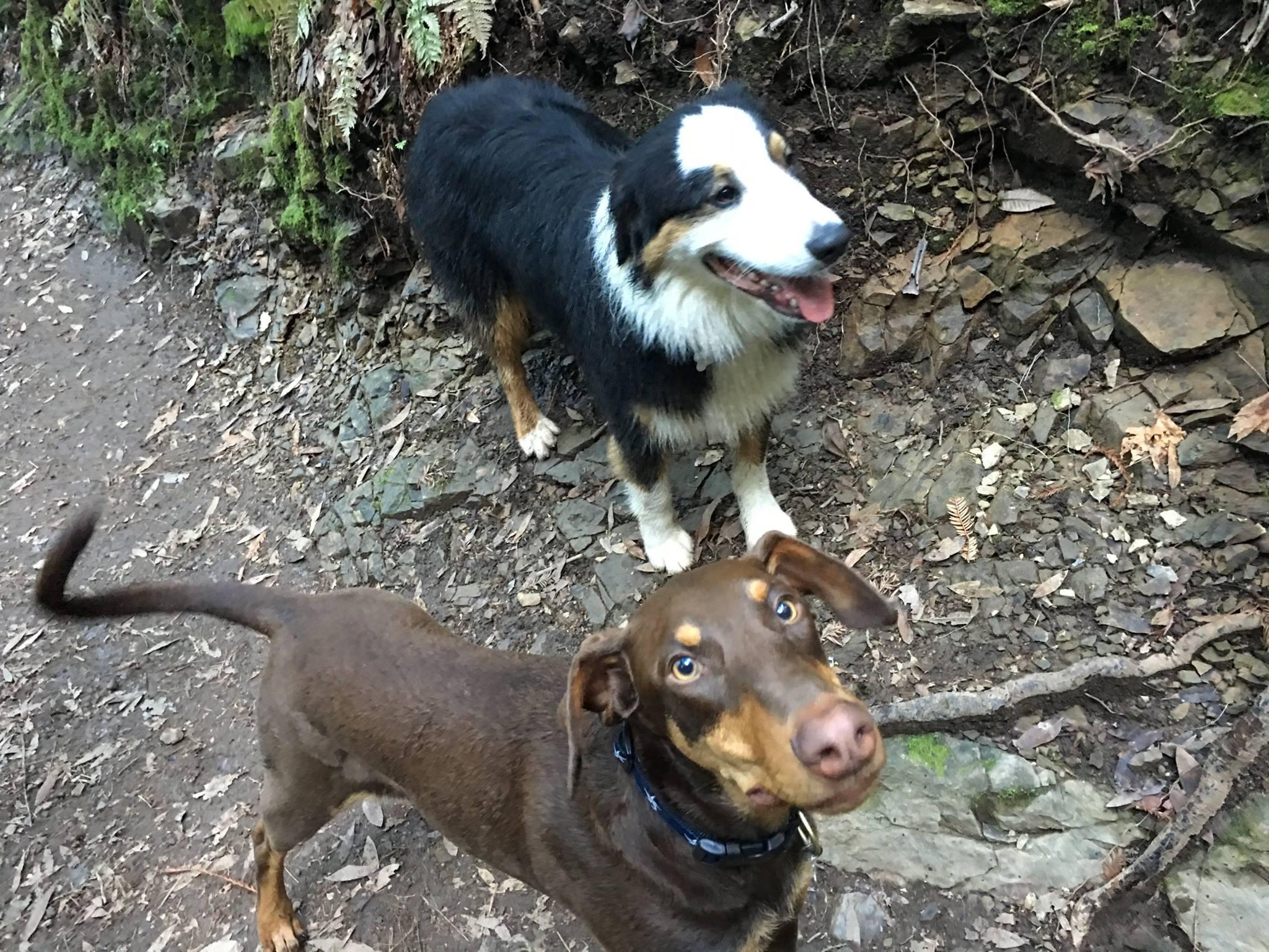 Pet Friendly Dawn Falls