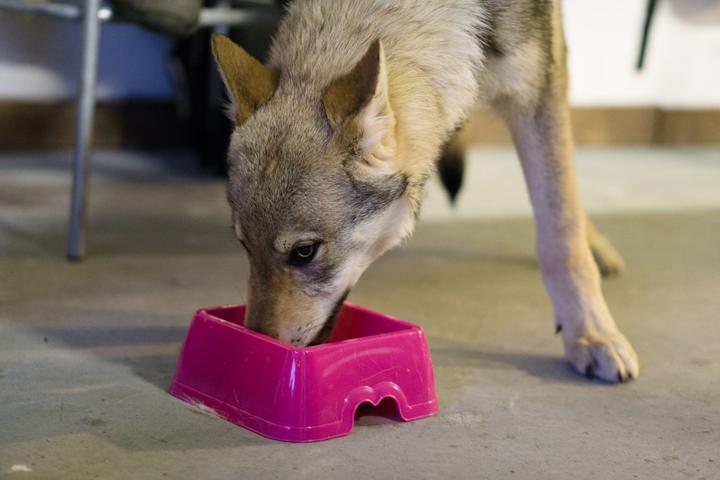 Pet Friendly Beer Tasting for Humans and Dogs