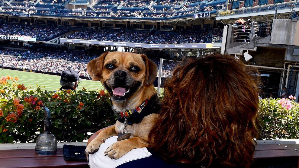 Are Dogs Allowed In Petco Park