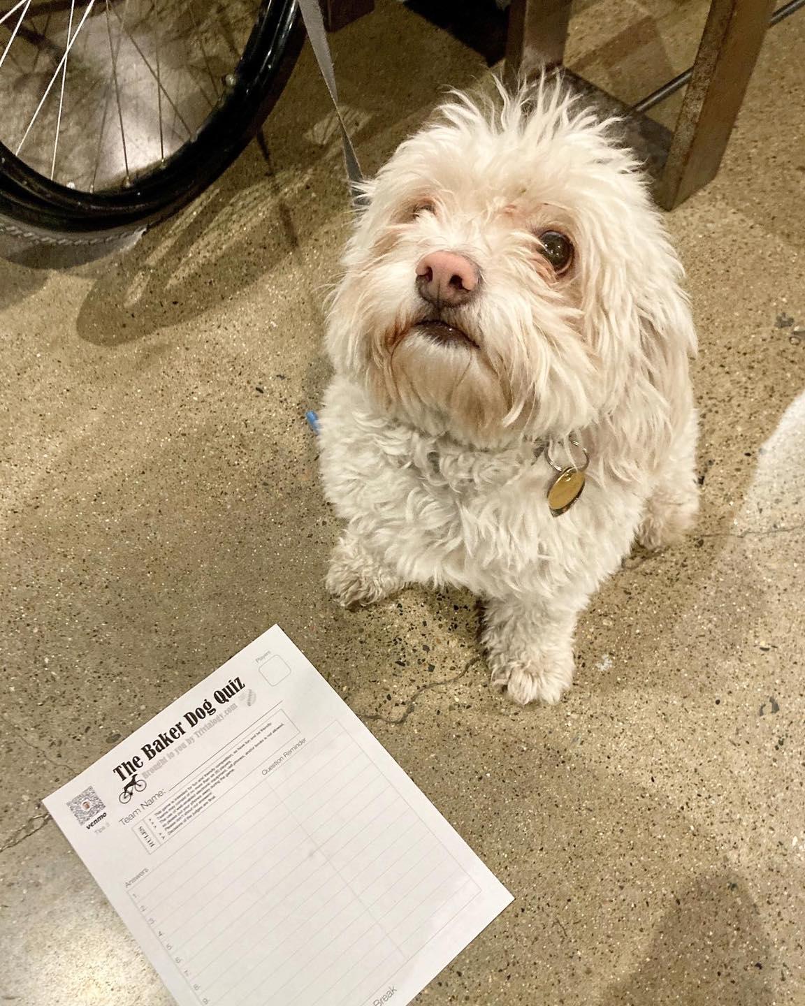 Pet Friendly Bike Dog Brewing East Sac