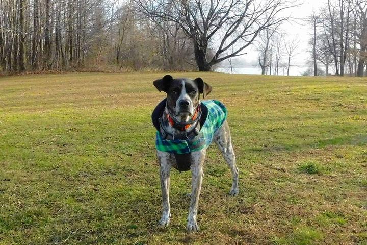 Pet Friendly Dog Run at Pelham Bay Park