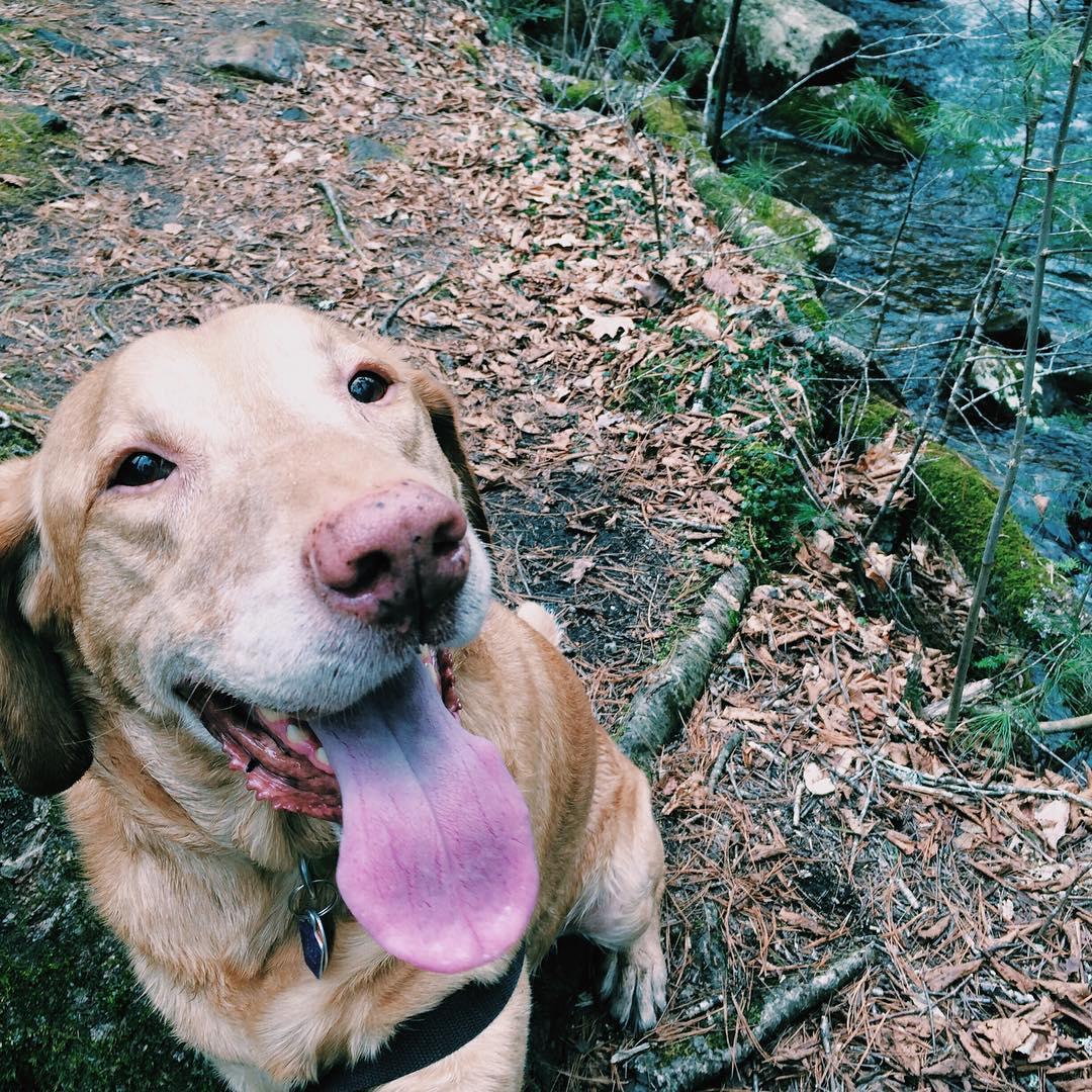 Pet Friendly Campbell Falls State Park Reserve