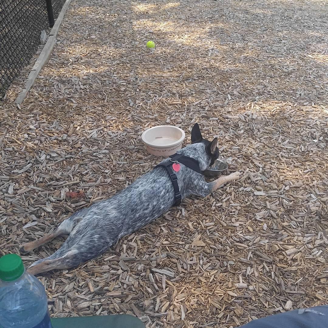 Woofstock store dog park