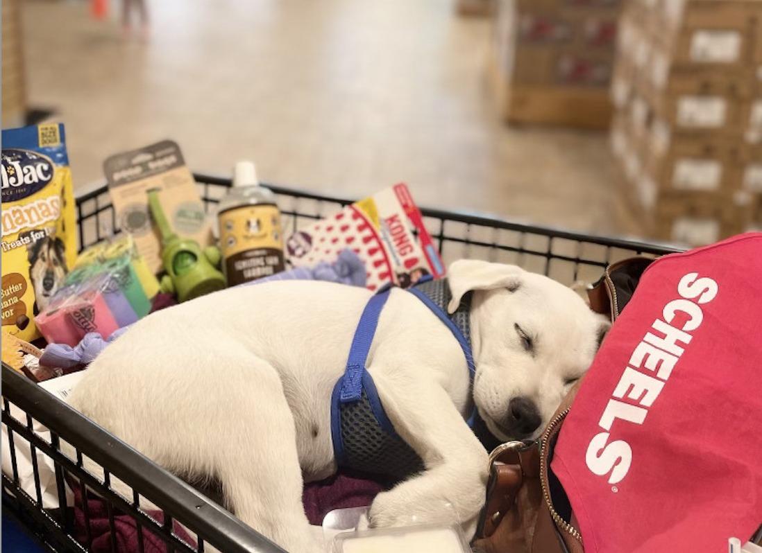 Dog Friendly Shopping in Springfield IL BringFido