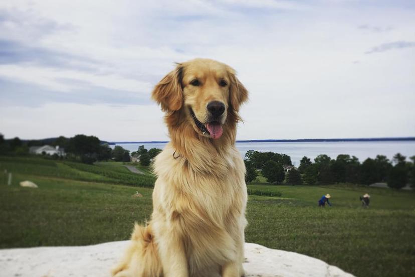 Dog Friendly Activities in Michigan - BringFido