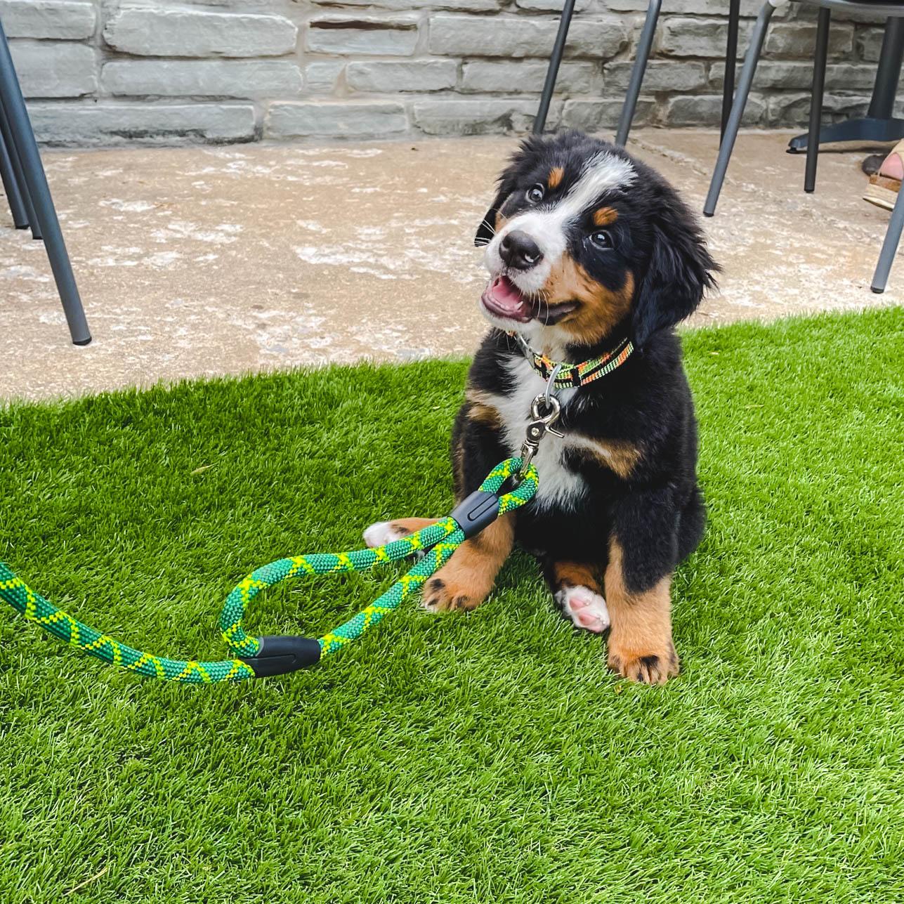 Pet Friendly Rope Hounds Taproom