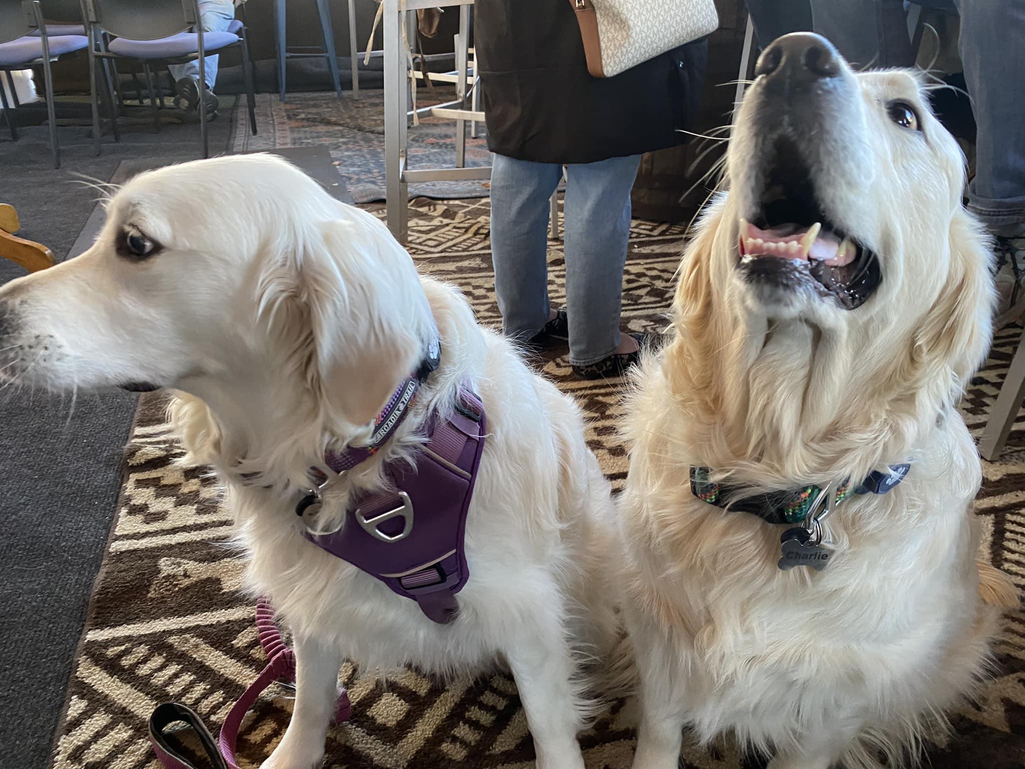 Pet Friendly Rising River Brewing