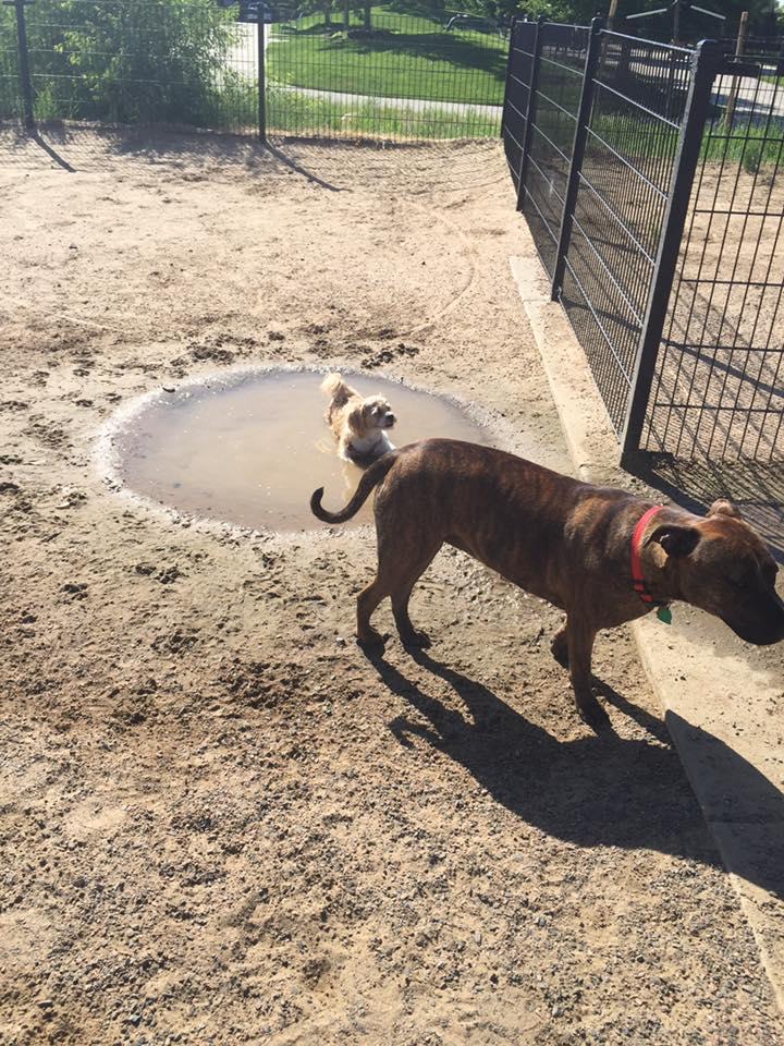 Pet Friendly Green Valley Ranch East Park Dog Park