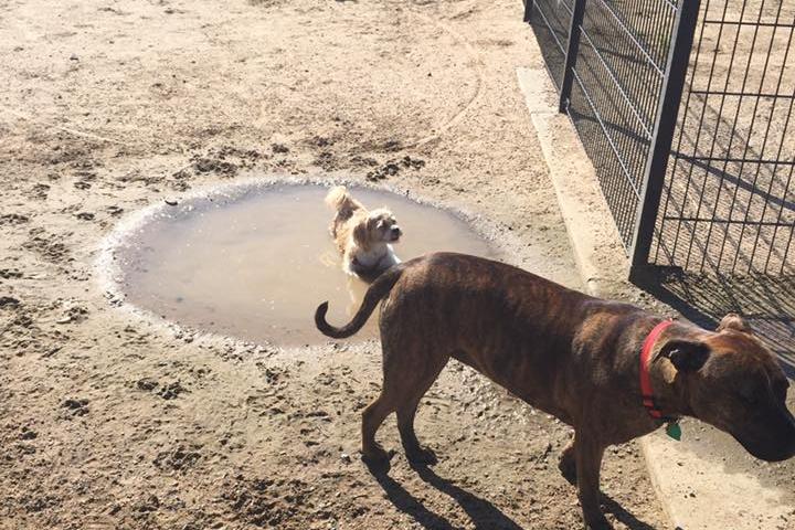 Pet Friendly Green Valley Ranch East Park Dog Park