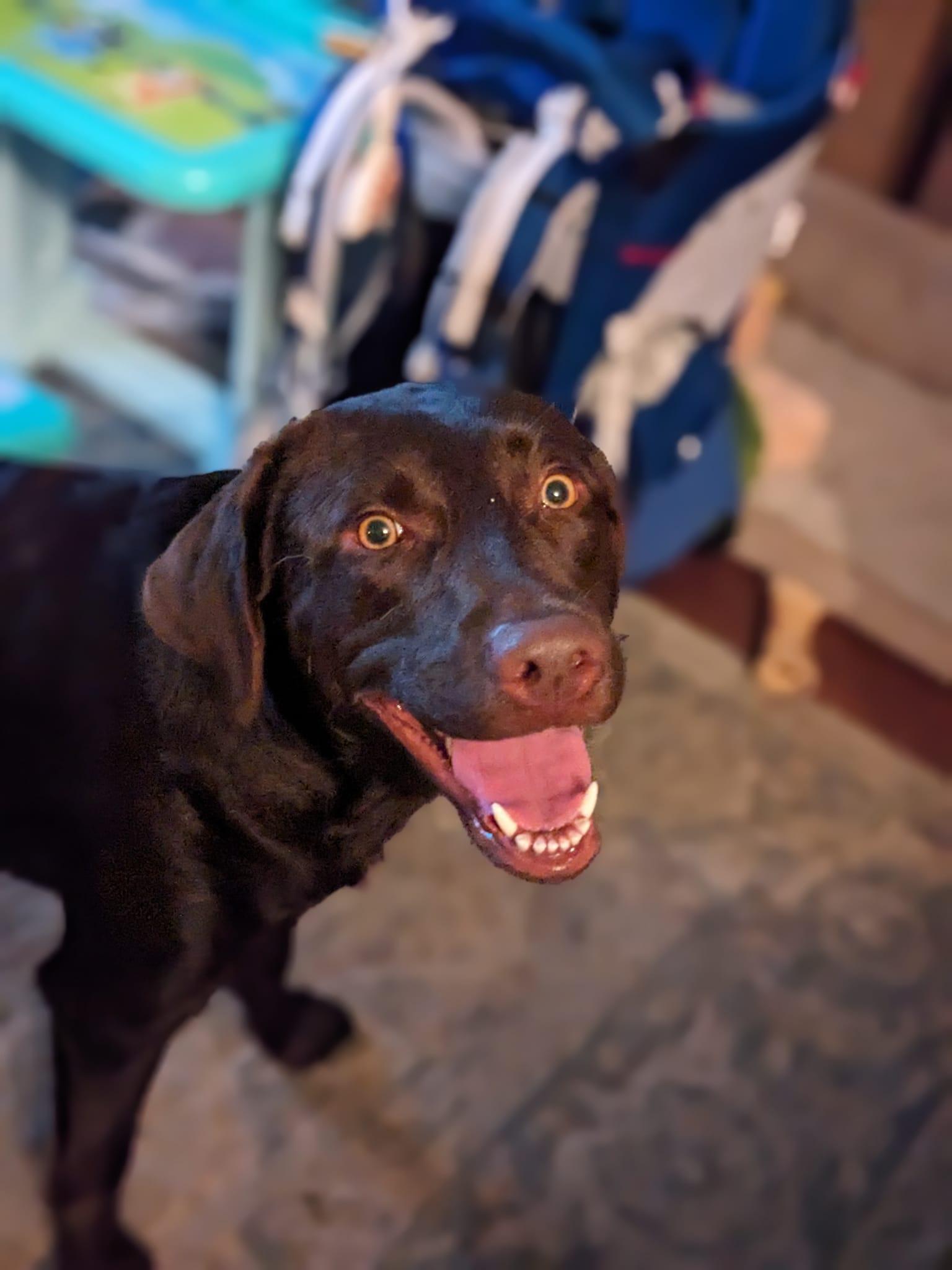 Pet Friendly The Local Hiker