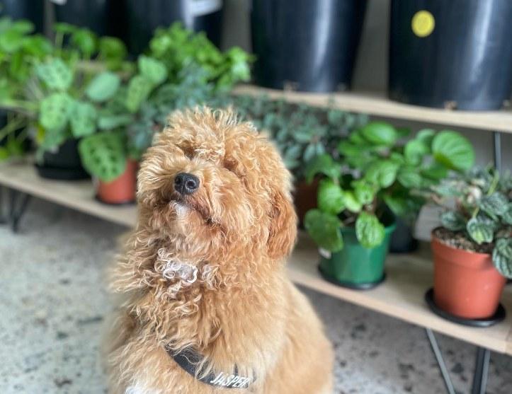 Pet Friendly Monrose Indoor Plants and Pet Cafe