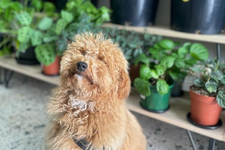 Pet Friendly Monrose Indoor Plants and Pet Cafe