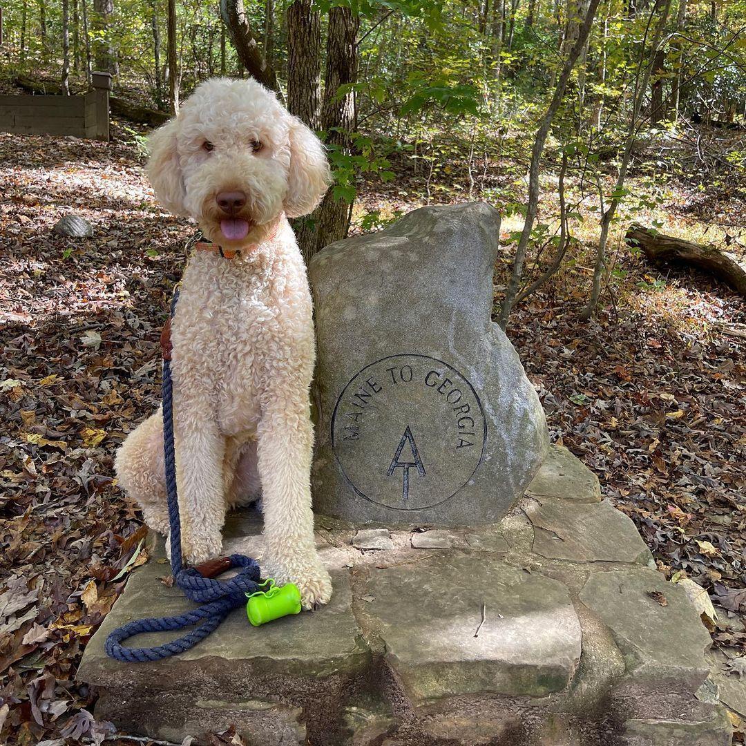 are dogs allowed in georgia state parks