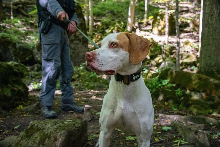 Pet Friendly Ball's Falls Conservation Area