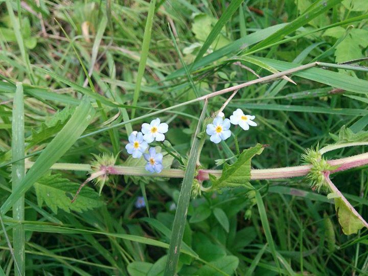 Dog Friendly Hiking Trails in Williamsville, NY BringFido