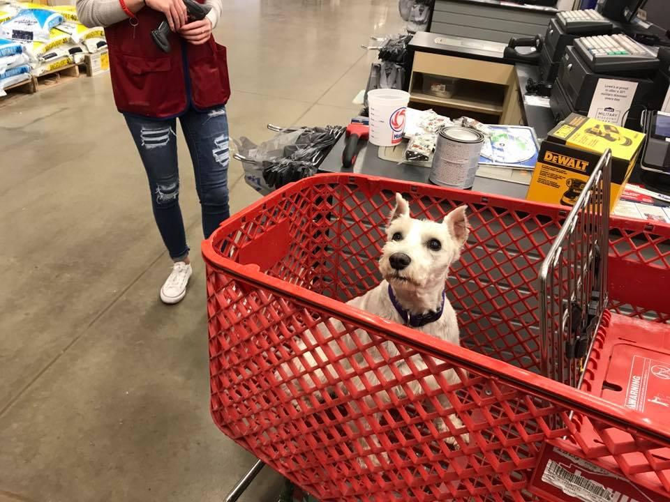 Dog Friendly Shopping in Silverdale WA BringFido