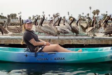 Dog Friendly Activities Santa Barbara: Explore Top Spots