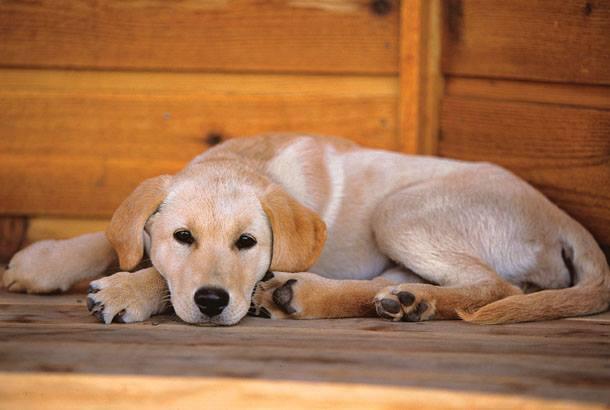 Pet Friendly Field & Stream