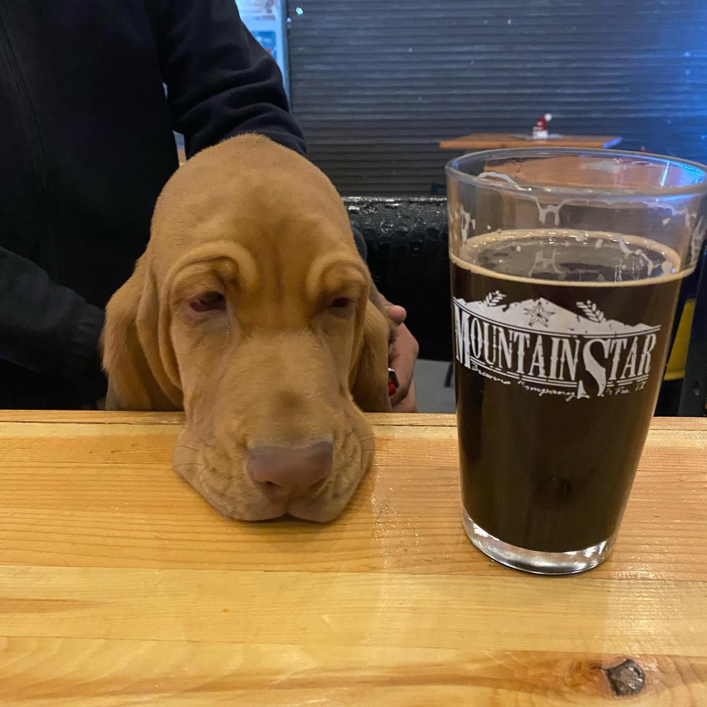 Pet Friendly Mountain Star Brewing Company