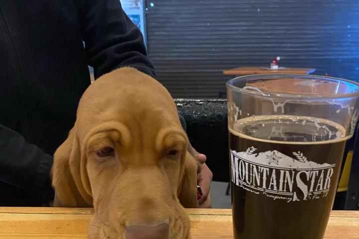 Pet Friendly Mountain Star Brewing Company
