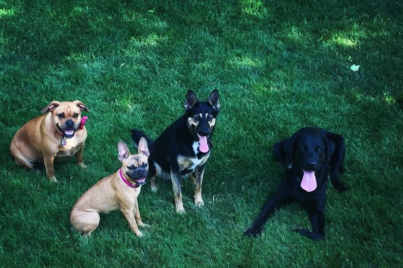 Dog Friendly Activities in Niagara Falls, ON - BringFido