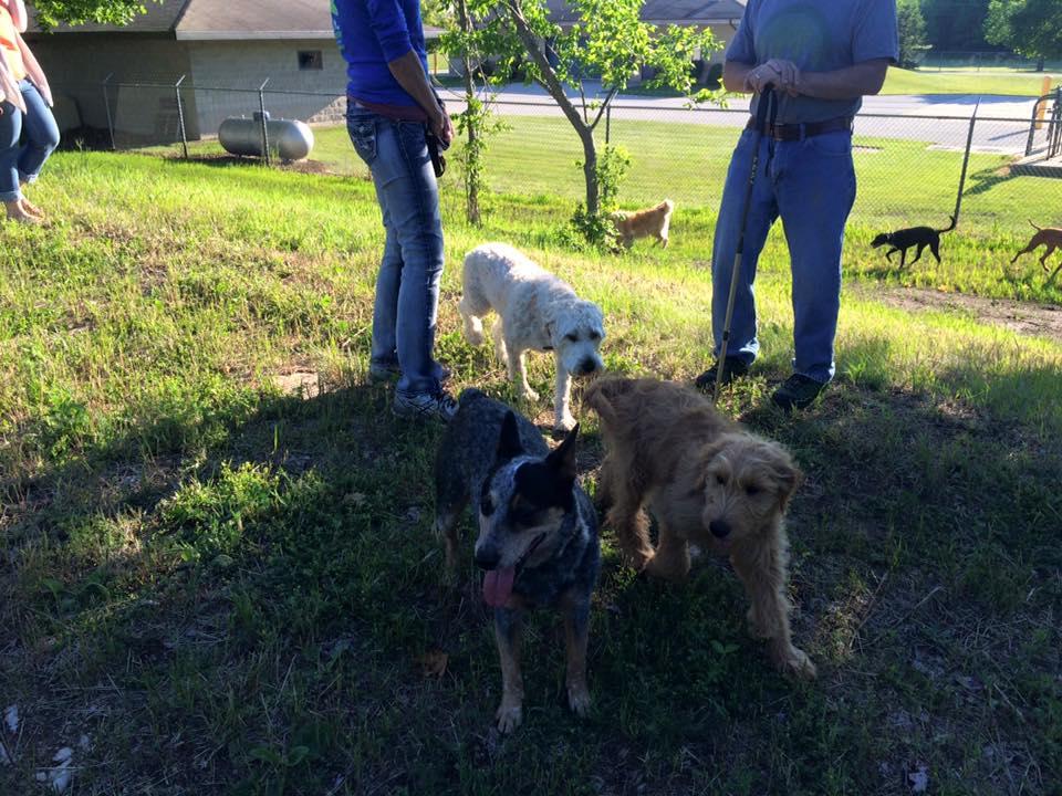 Off Leash Dog Parks In Door County Wi Bringfido