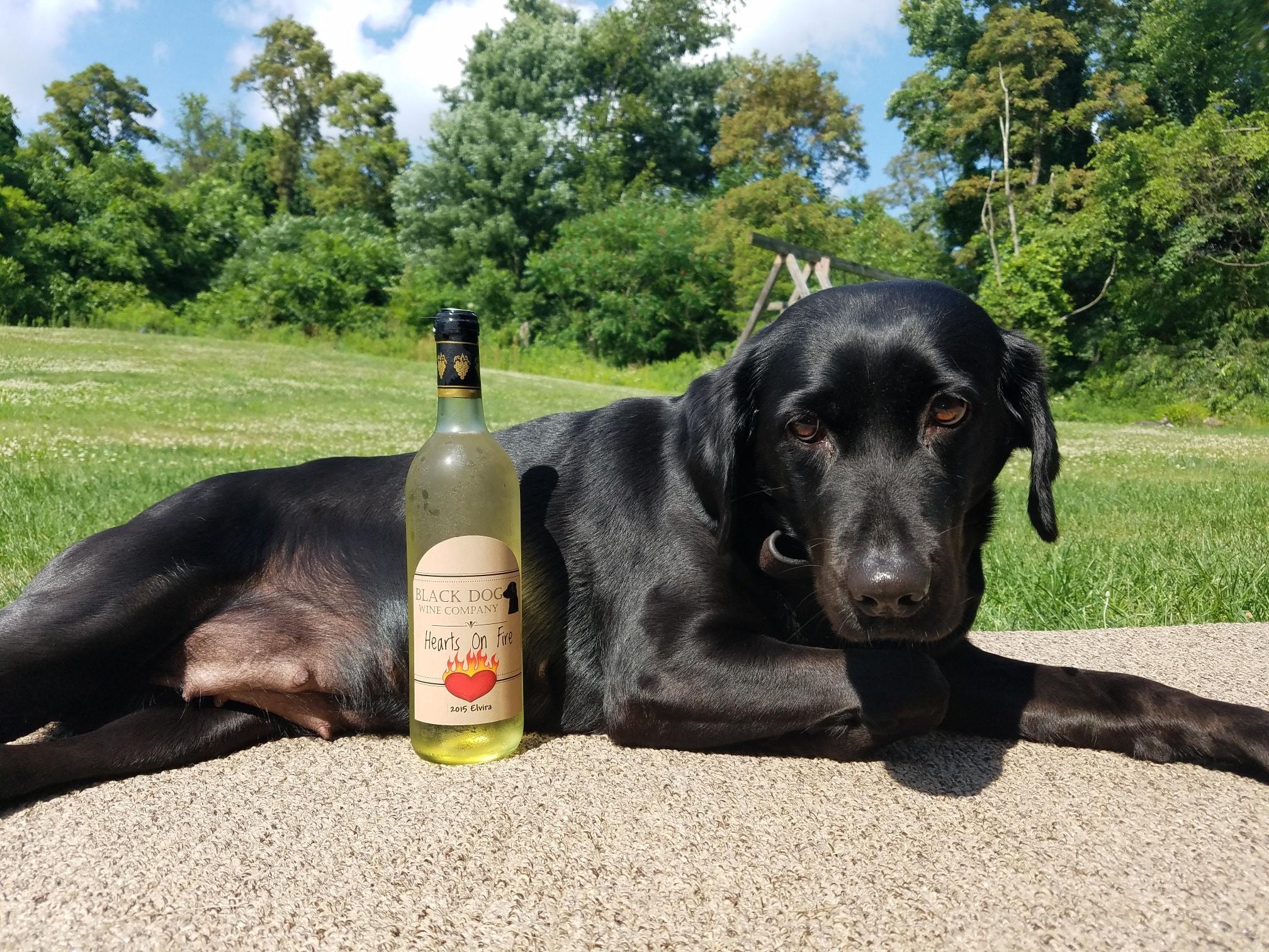 Pet Friendly Black Dog Wine Company