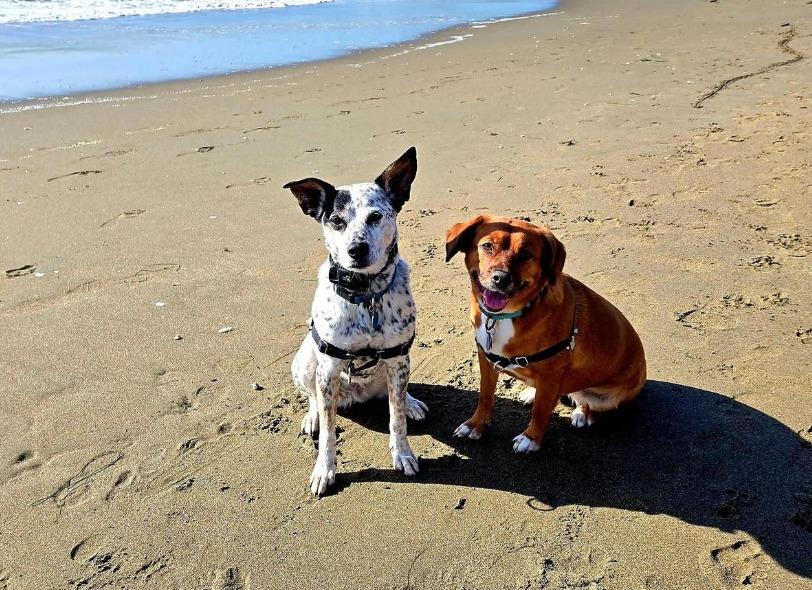 Pet Friendly Dillon Beach