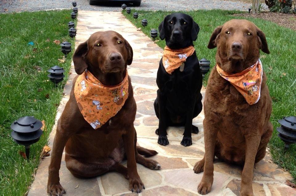 Pet Friendly Running Hare Vineyard
