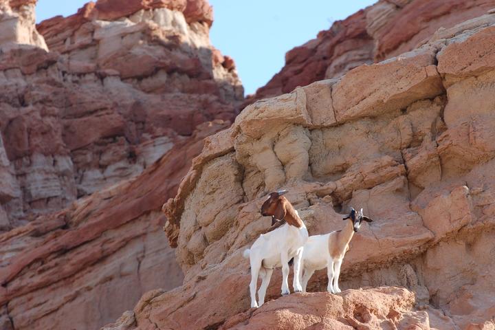 Pet Friendly Red Rock Canyon State Park