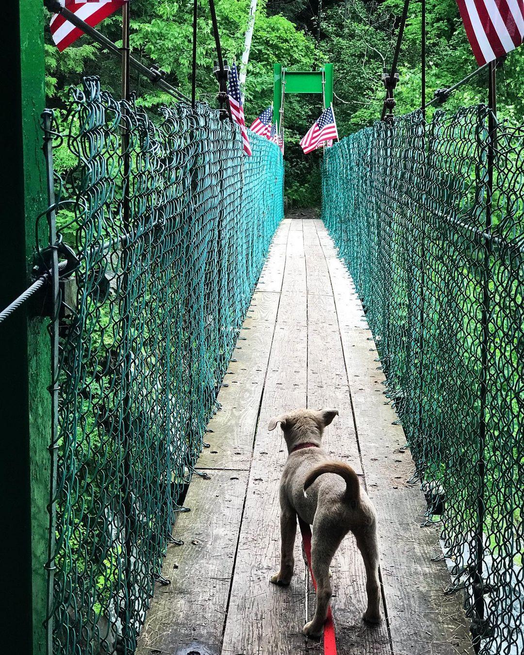 Pet Friendly Clarendon Gorge to Greenwall Shelter via Long Trail