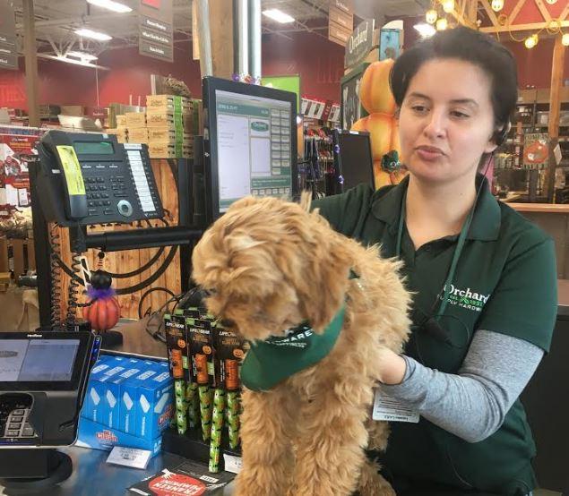 Dog Friendly Shopping In Winter Park Fl Bringfido