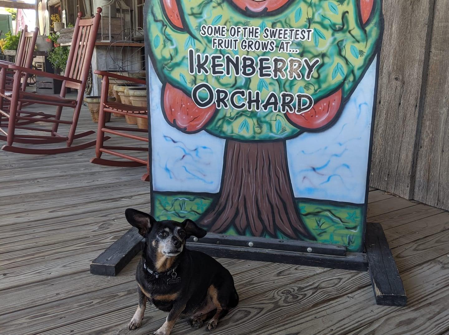 Pet Friendly Ikenberry Orchards