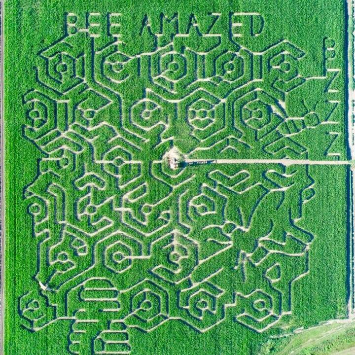 Pet Friendly Lethbridge Corn Maze