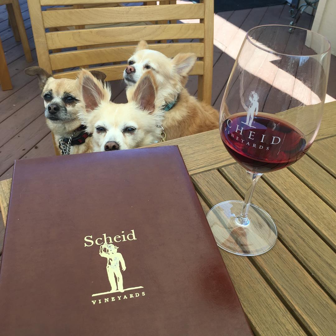 Scheid Vineyards Greenfield Tasting Room