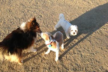 Off Leash Dog Parks In Elk Grove Ca Bringfido